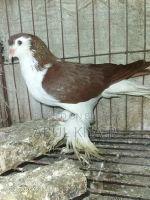 Pigeon for Sale