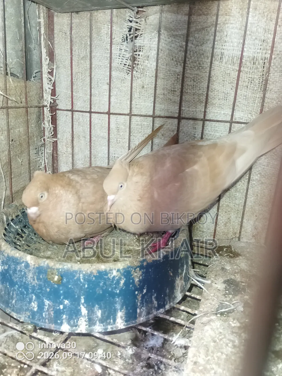Pigeon for Sale