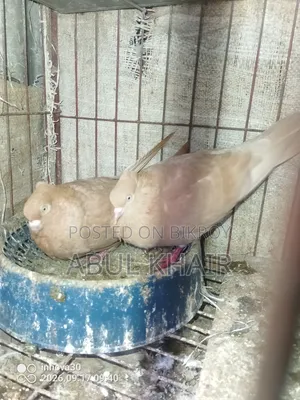 Pigeon for Sale