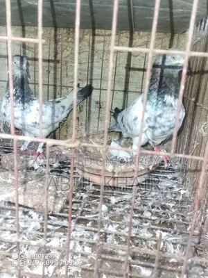 Pigeon for Sale