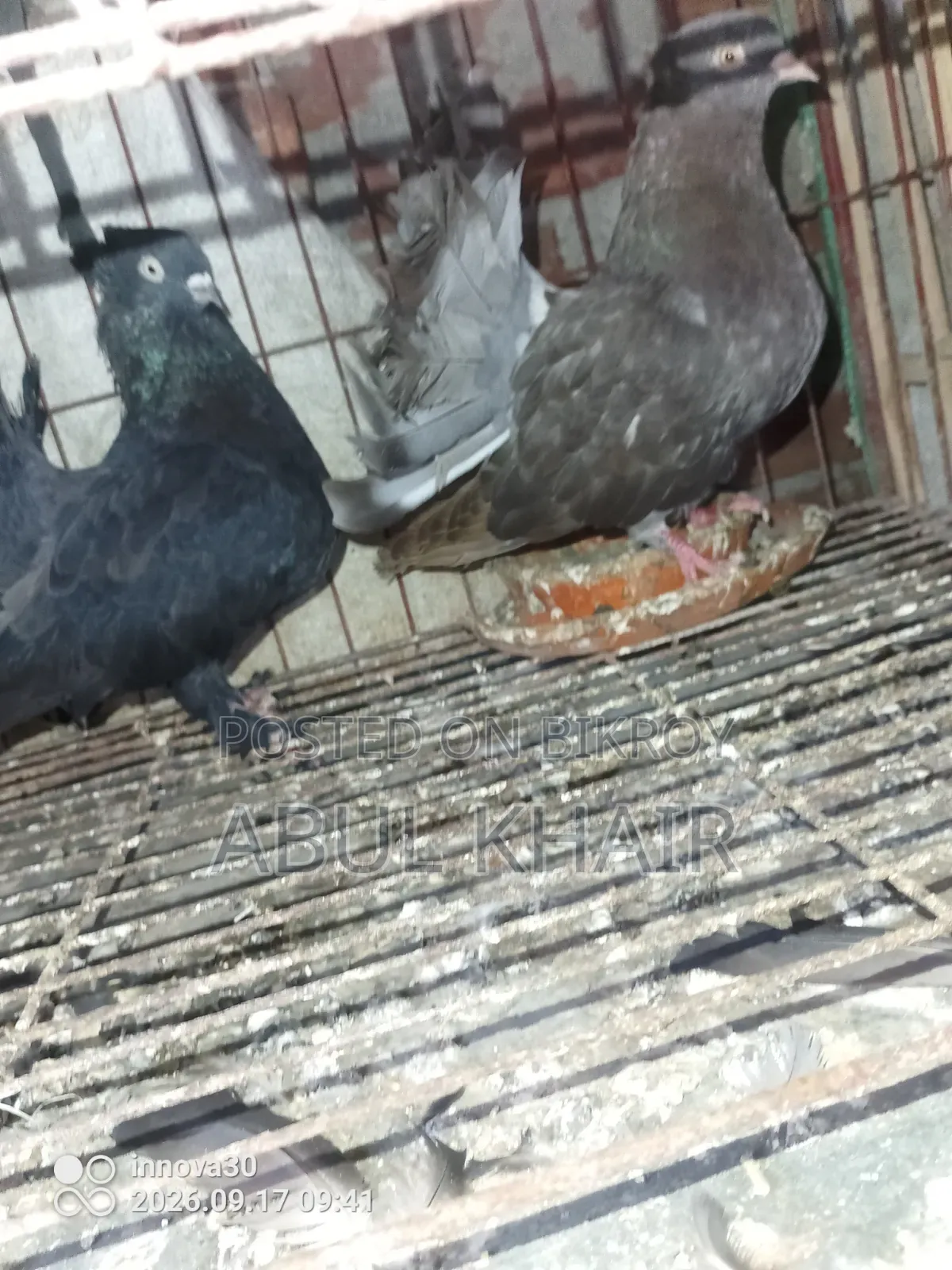 Pigeon for Sale
