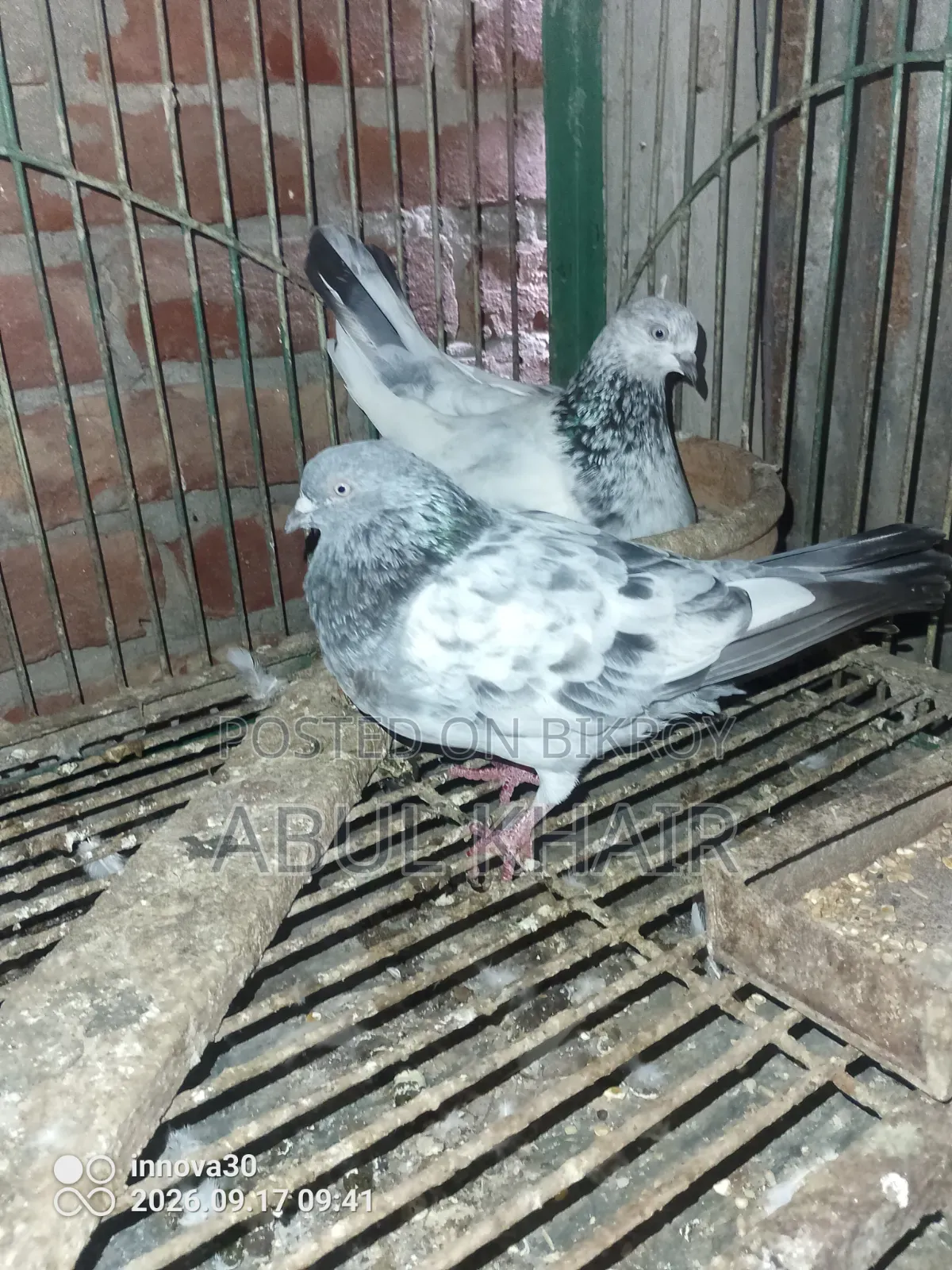 Pigeon for Sale