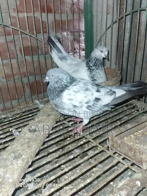 Pigeon for Sale