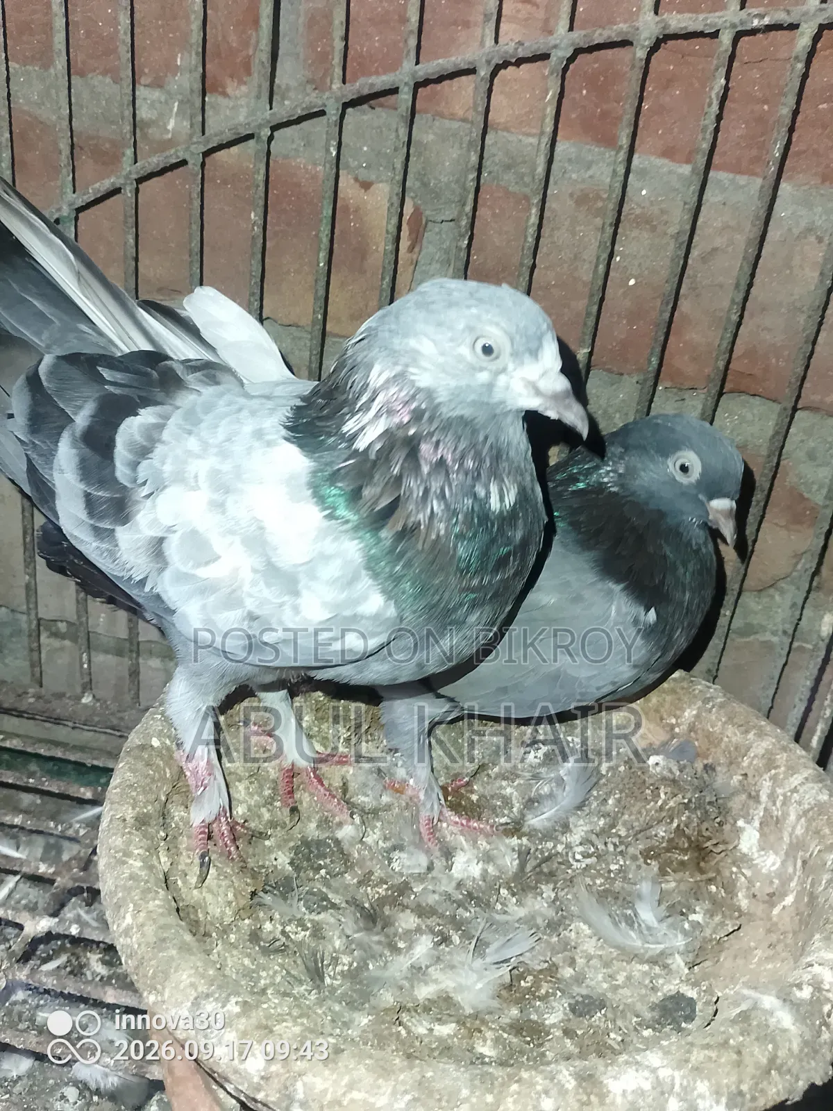 Pigeon for Sale