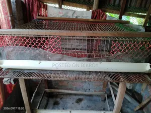 কোয়েল পাখির খাঁচা