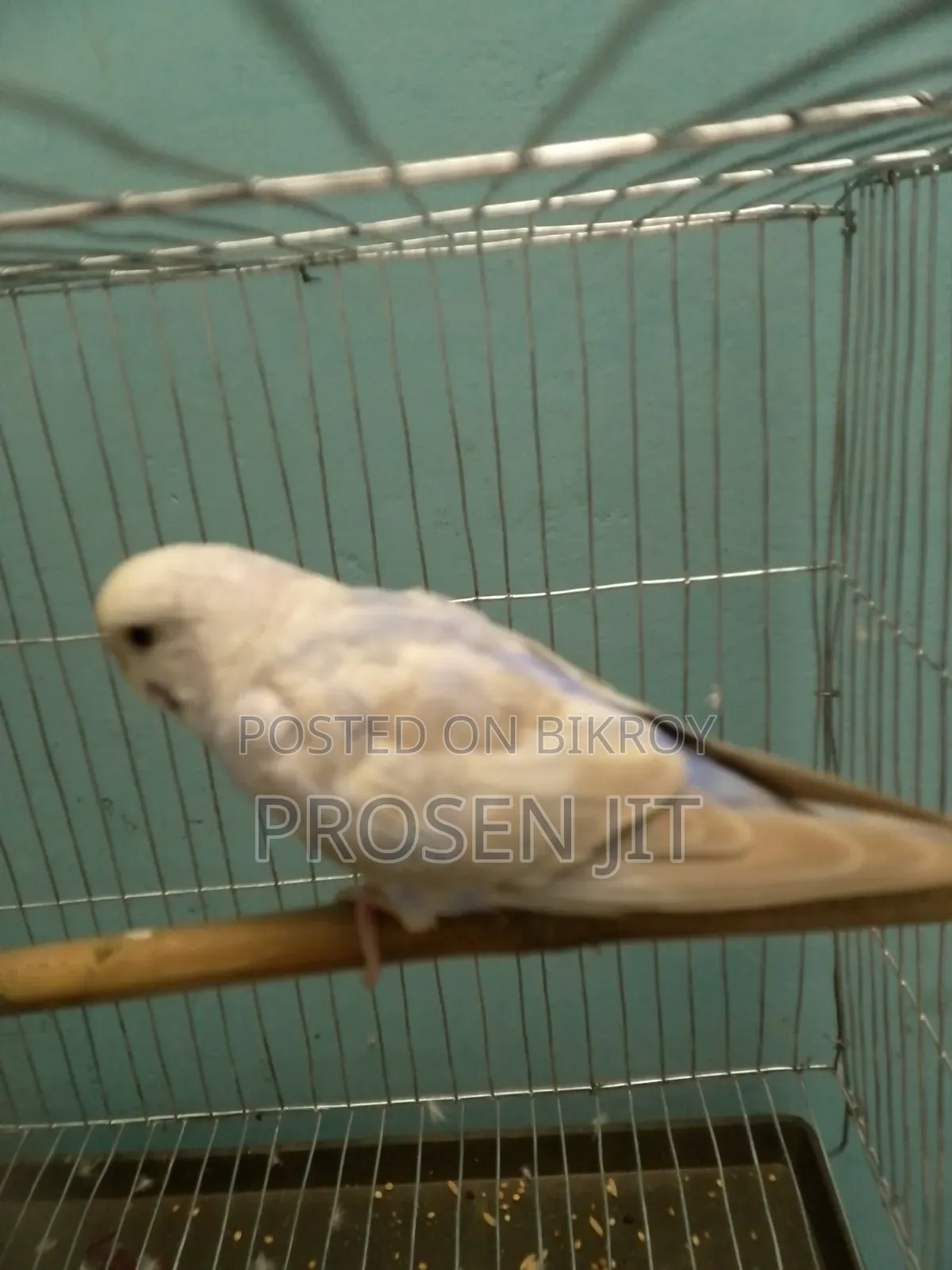 Cinnamon Blue (Sky Blue) Opaline Budgerigar