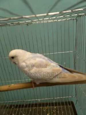 Cinnamon Blue (Sky Blue) Opaline Budgerigar