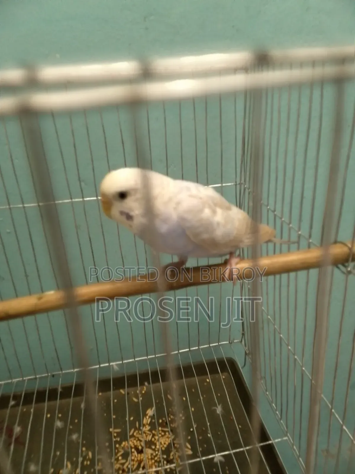Cinnamon Blue (Sky Blue) Opaline Budgerigar