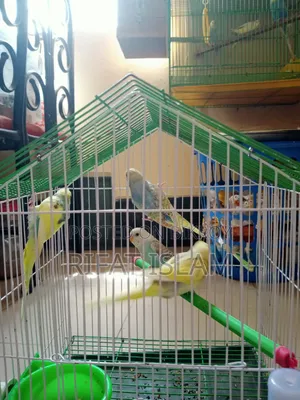 Budgerigar Bird