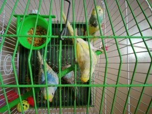 Budgerigar Bird