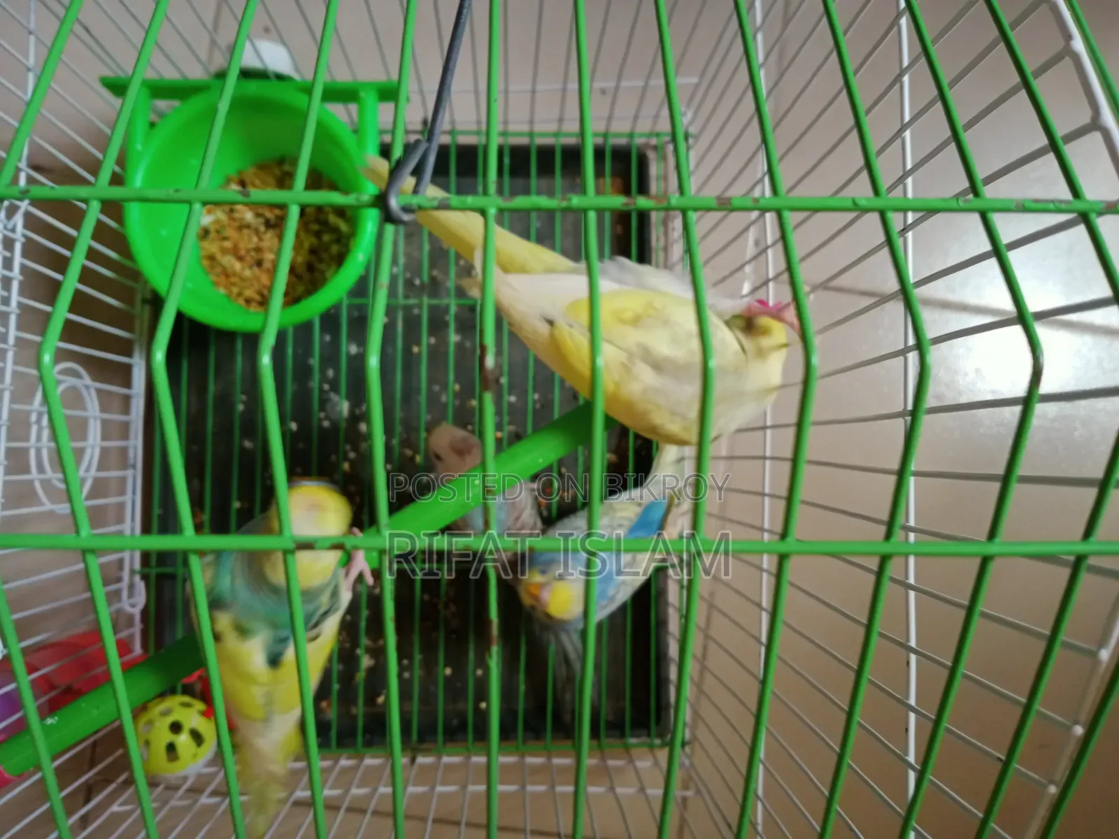 Budgerigar Bird