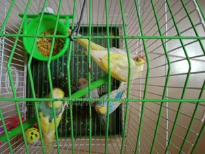 Budgerigar Bird