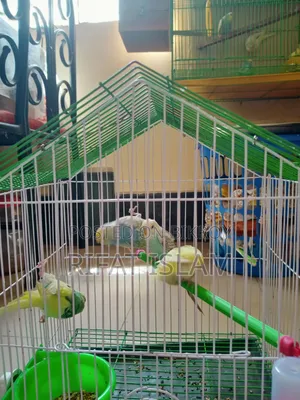 Budgerigar Bird