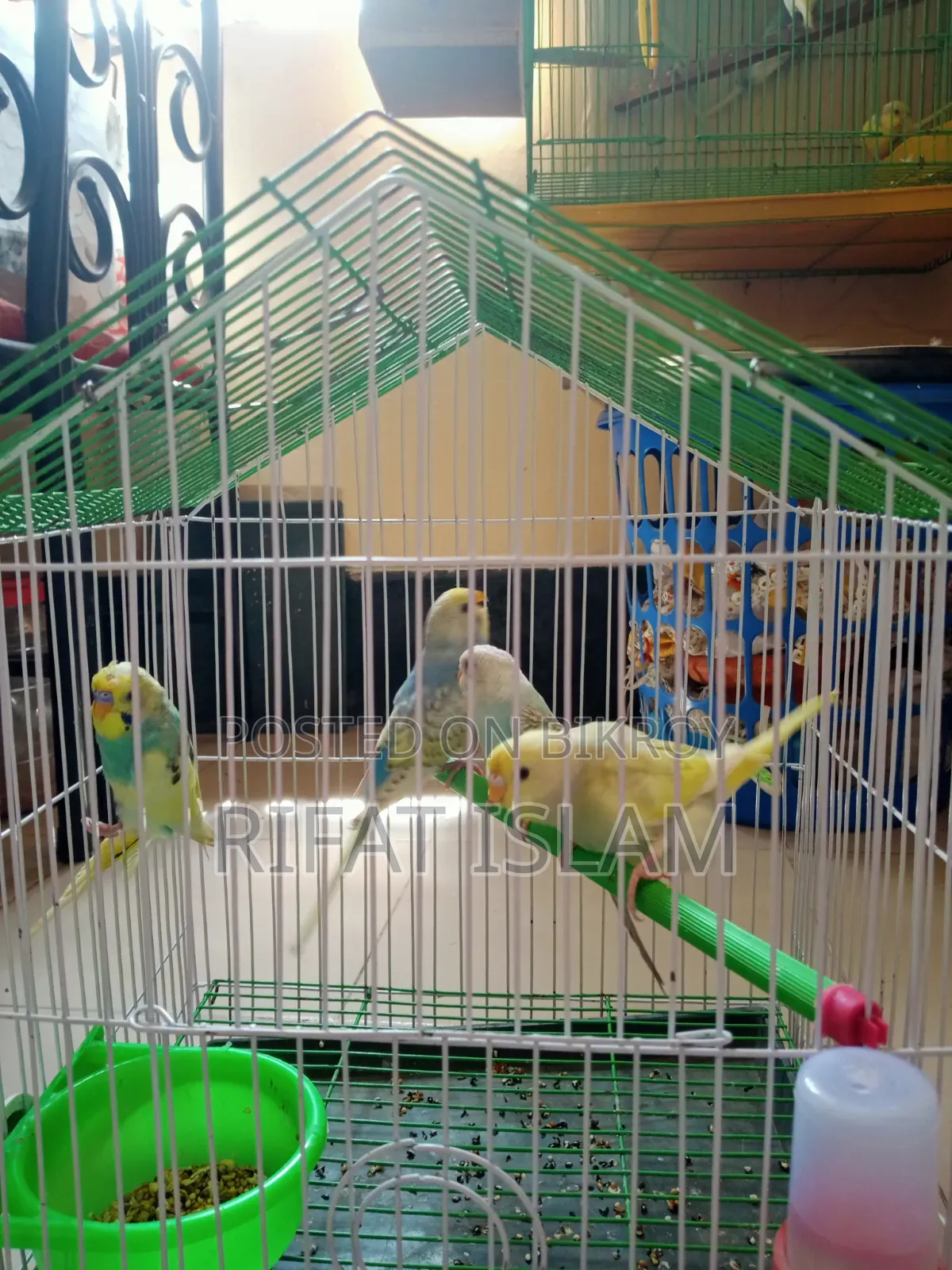 Budgerigar Bird