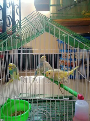 Budgerigar Bird
