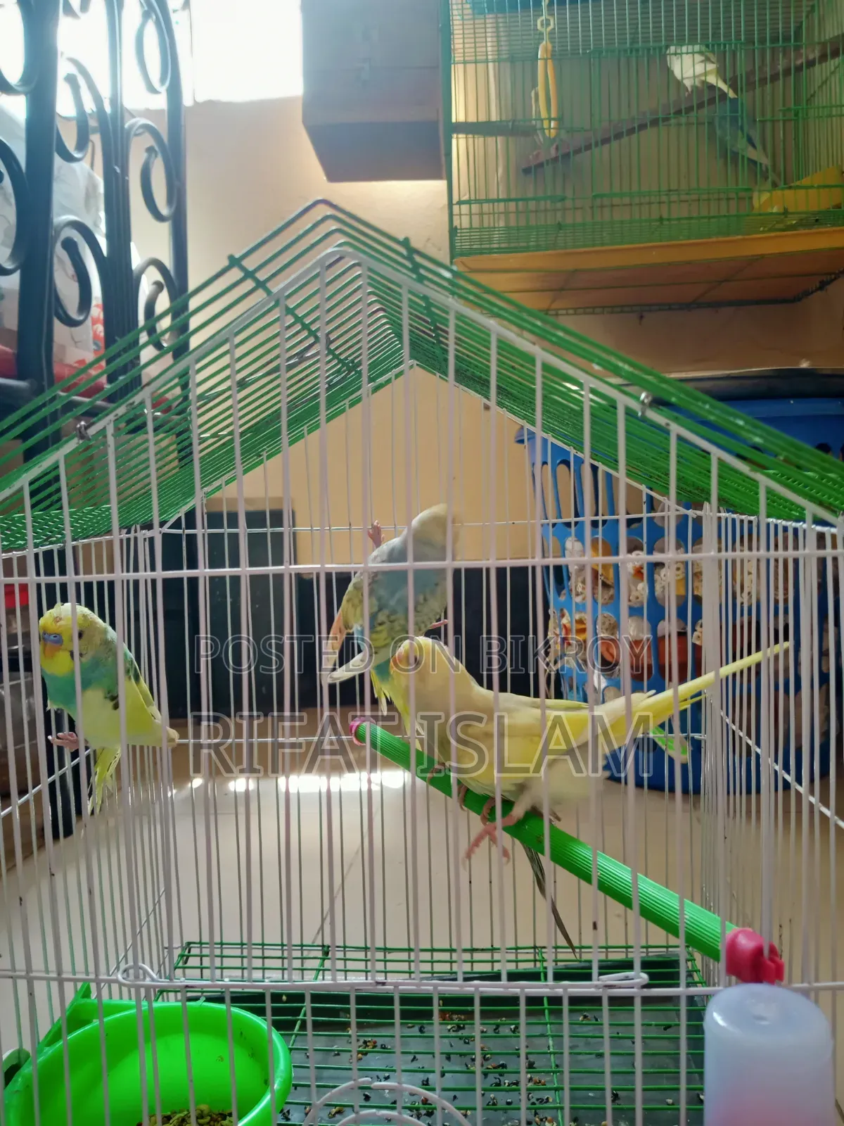 Budgerigar Bird