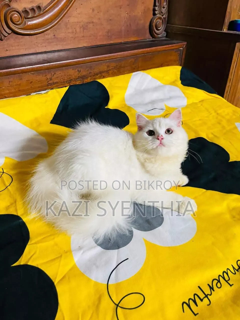 1+ year Male Mixed Breed Persian