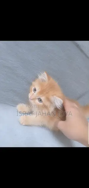 1-3 months Male Purebred Persian
