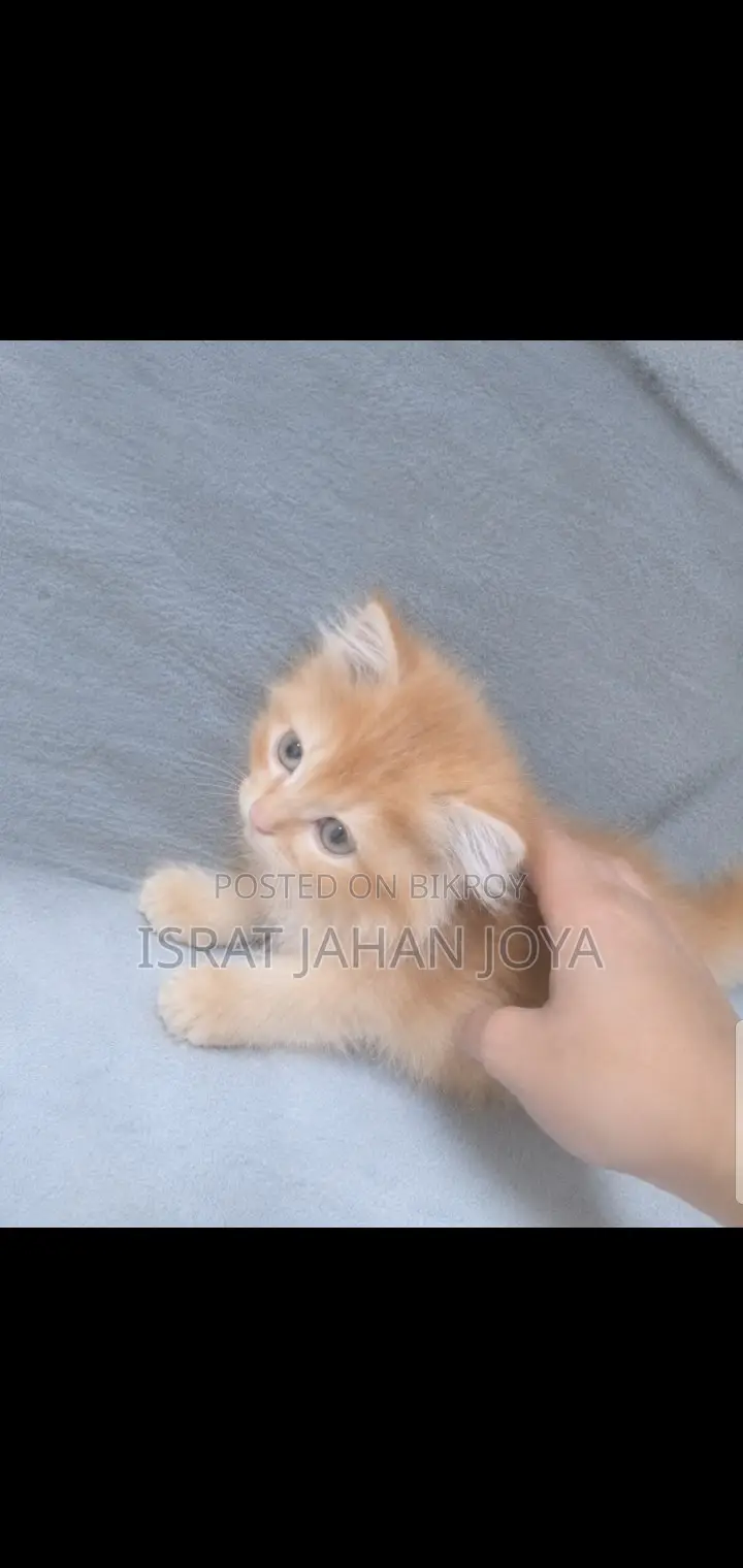 1-3 months Male Purebred Persian