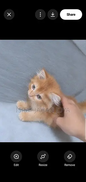 1-3 months Male Purebred Persian