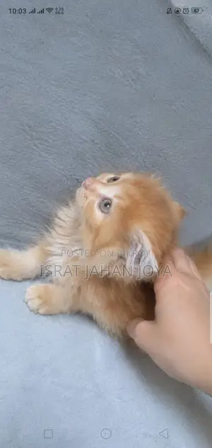 1-3 months Male Purebred Persian