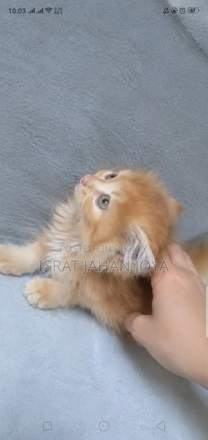 1-3 months Male Purebred Persian