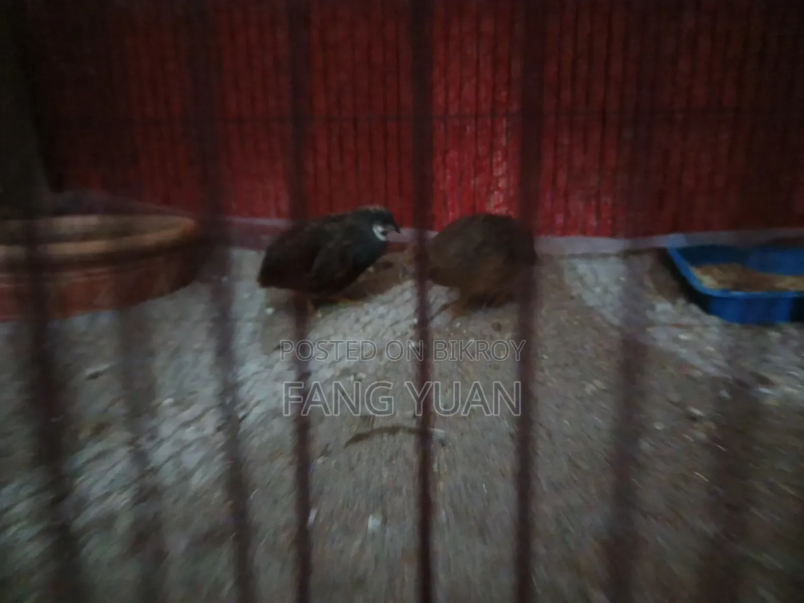 King Quail Pair