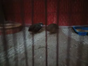 King Quail Pair