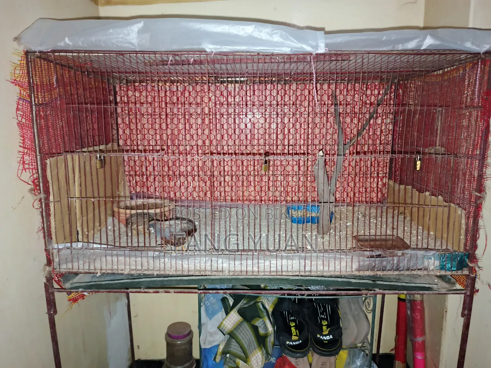 King Quail Pair