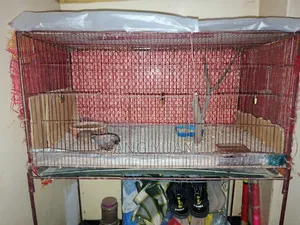 King Quail Pair