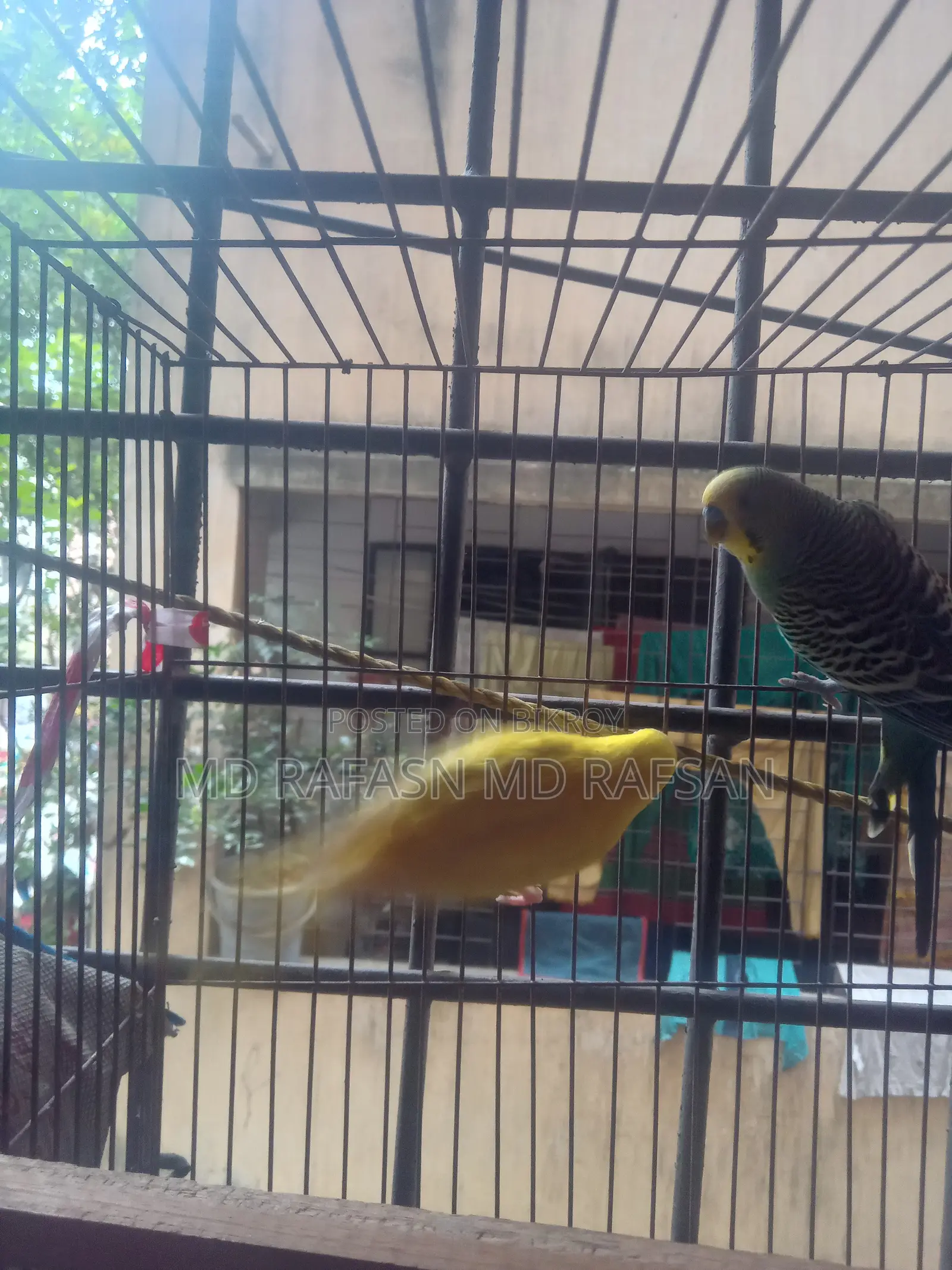 Adult Pair Bird