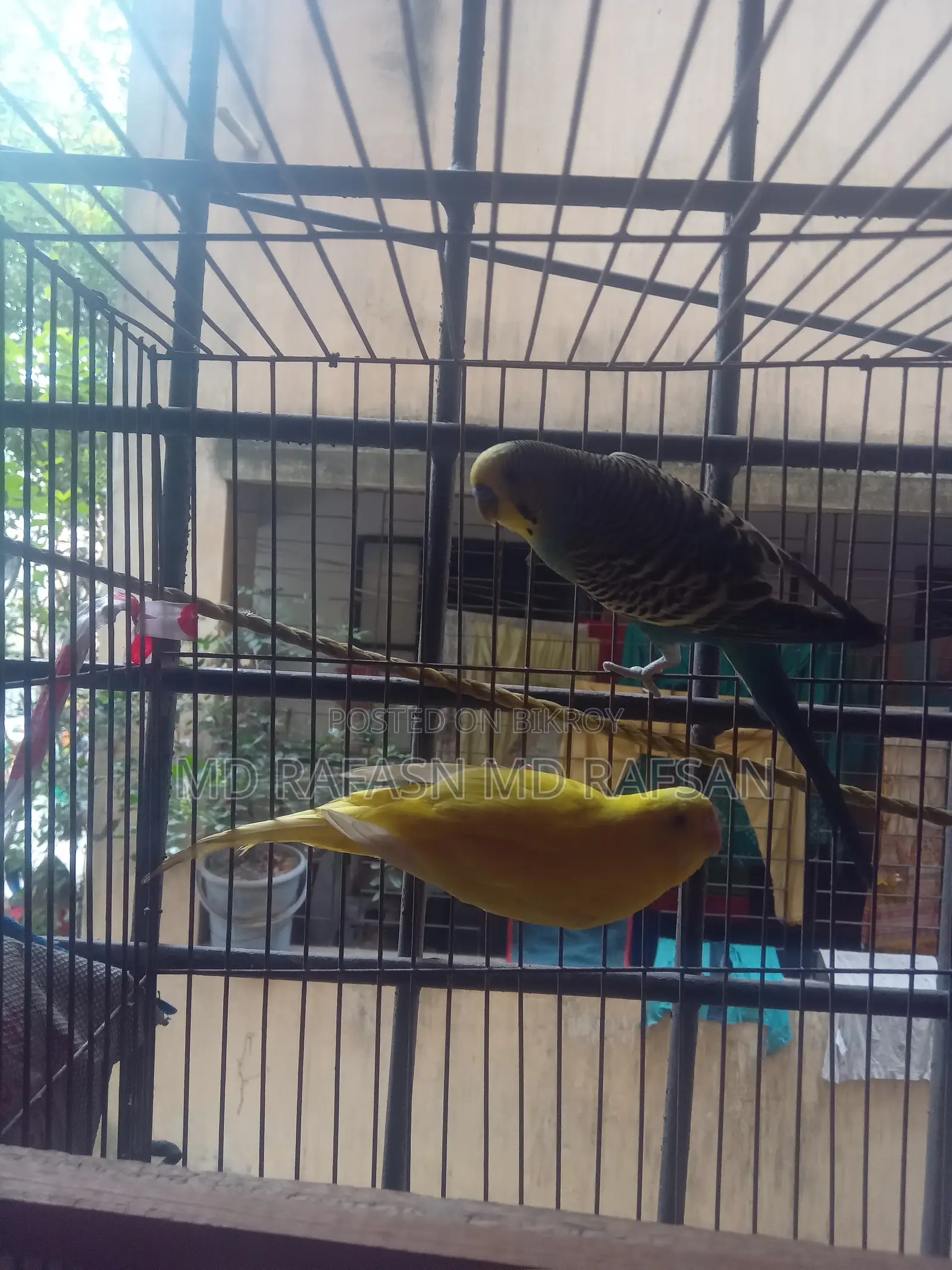 Adult Pair Bird