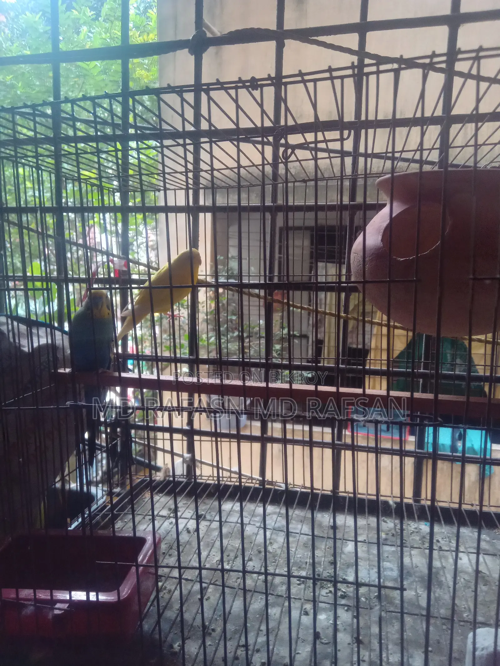 Adult Pair Bird
