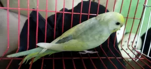 Rainbow Semi Adult