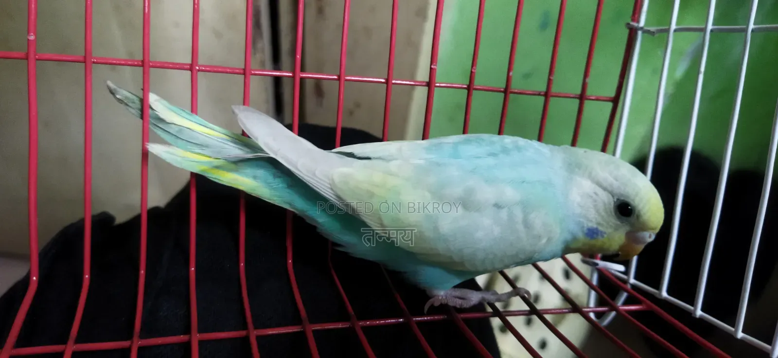 Rainbow Semi Adult