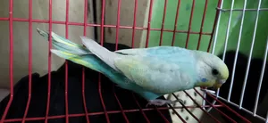 Rainbow Semi Adult