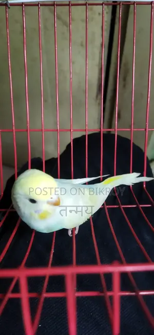 Rainbow Semi Adult