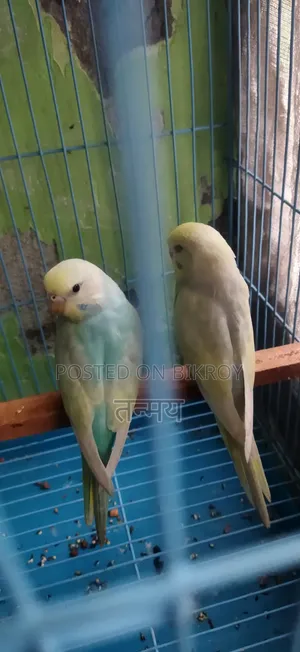 Rainbow Semi Adult