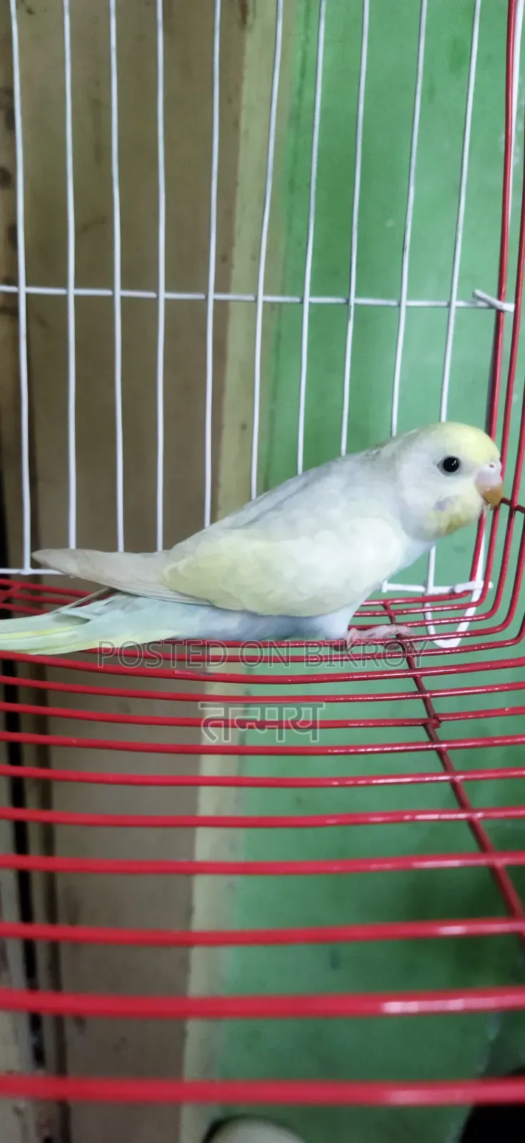 Rainbow Semi Adult