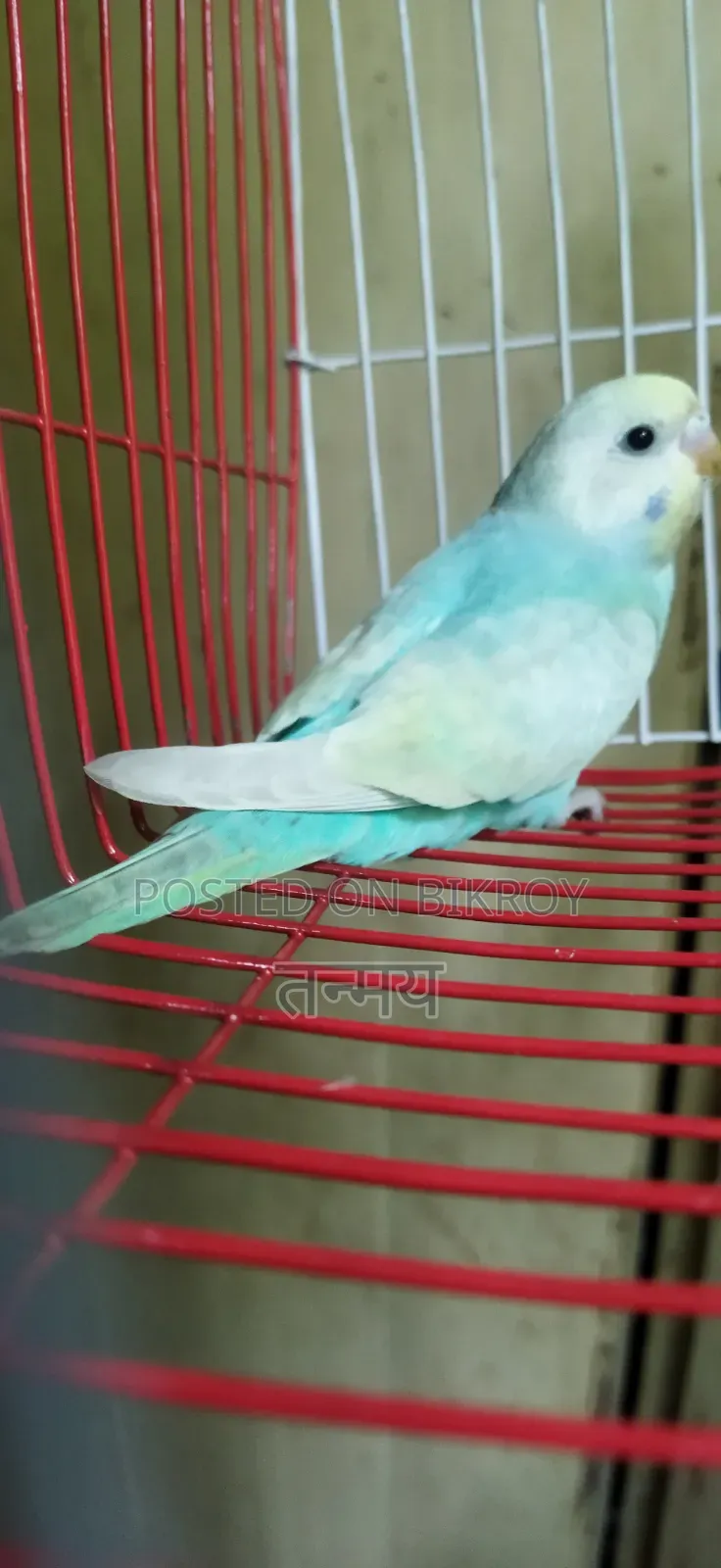 Rainbow Semi Adult