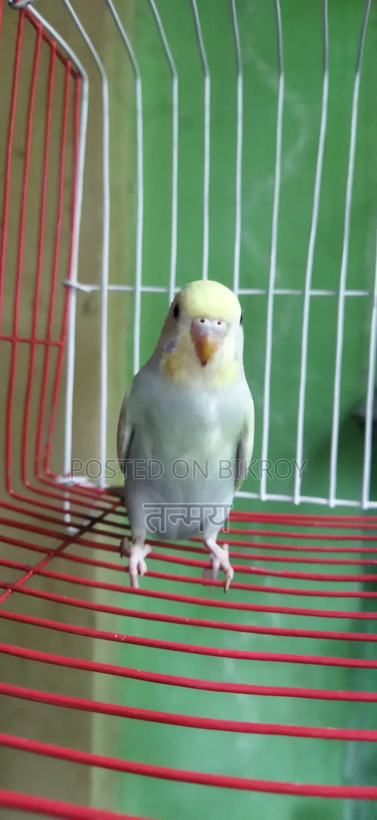 Rainbow Semi Adult