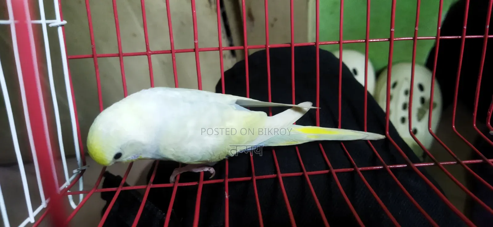 Rainbow Semi Adult