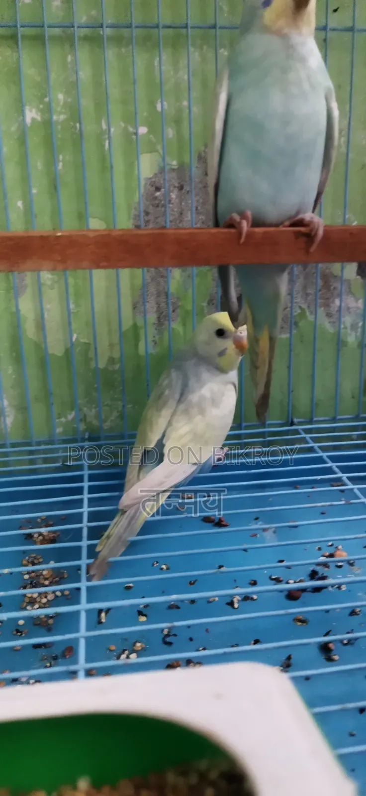Rainbow Semi Adult