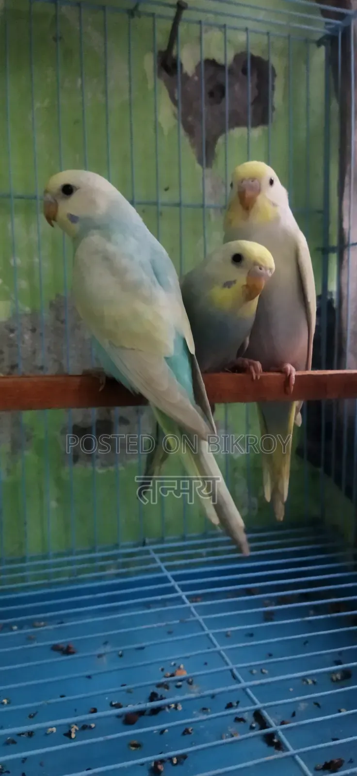 Rainbow Semi Adult