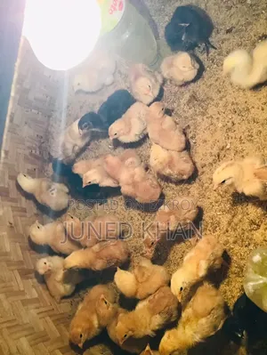 Some Lovebird Chicks for Sale