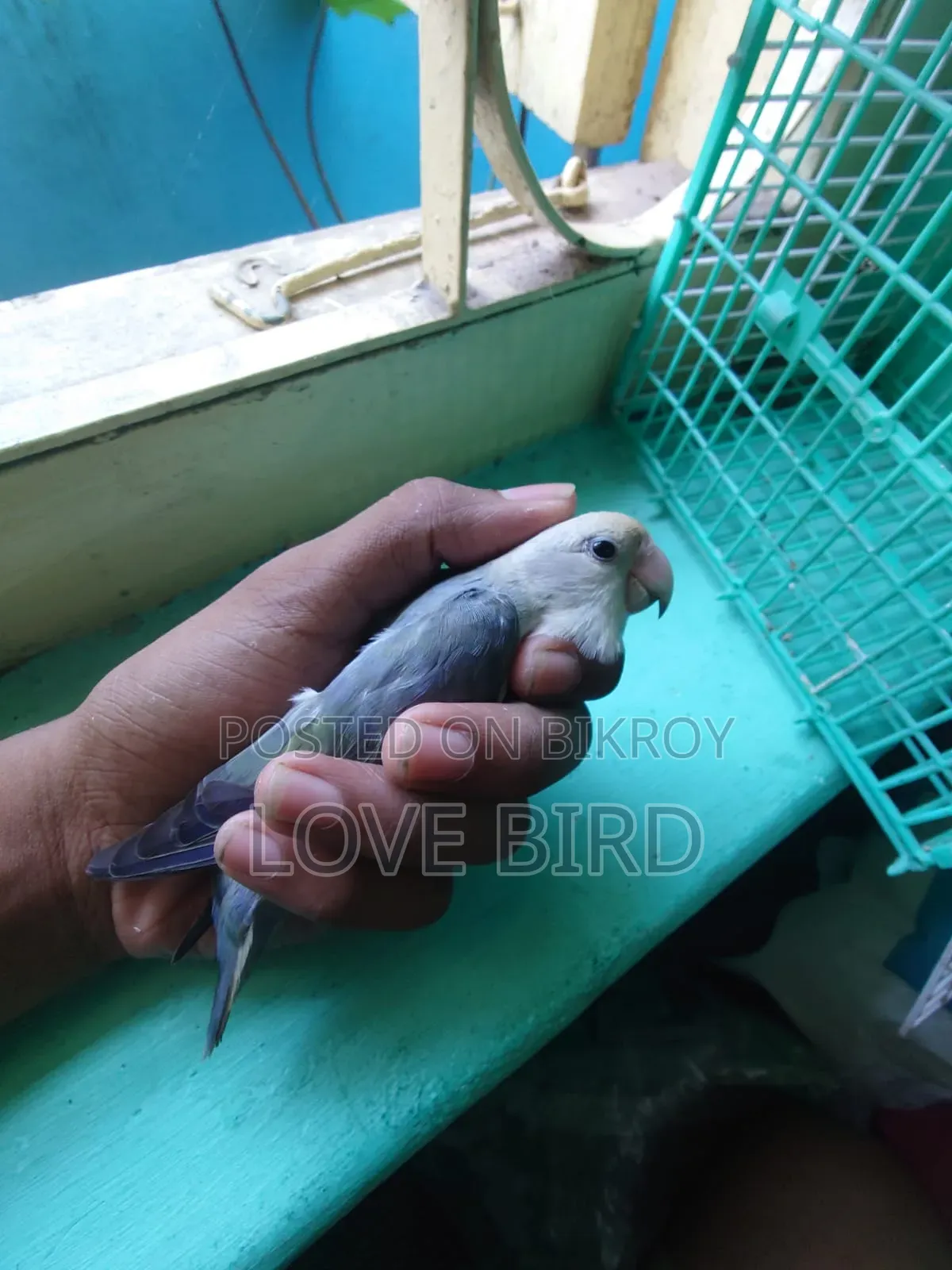 Only 1 Female Love Bird