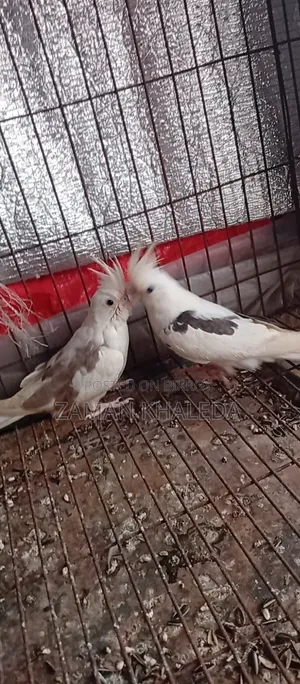 One pair of Cockatiel birds for sale