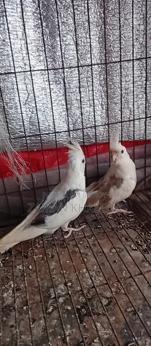 One pair of Cockatiel birds for sale