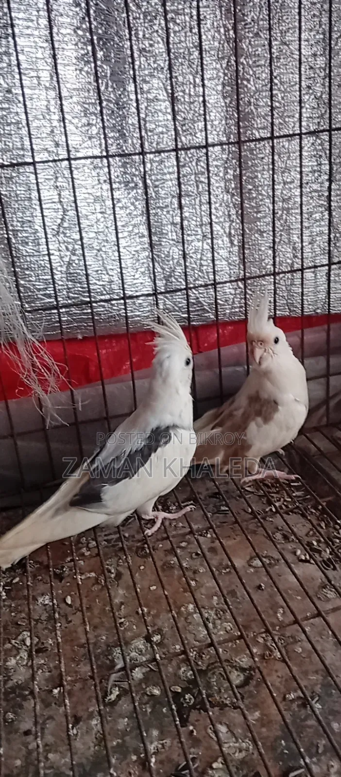 One pair of Cockatiel birds for sale