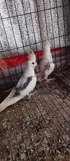 One pair of Cockatiel birds for sale